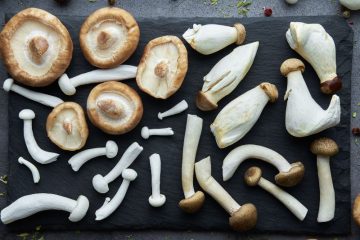 סוגי פטריות: כל מה שצריך לדעת על זיהוי, יתרונות ושימושים